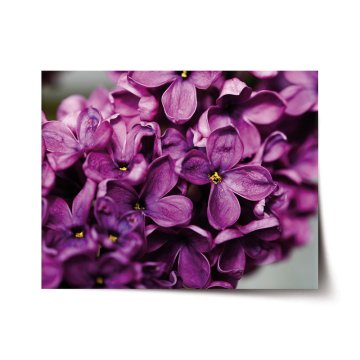 Plakát Fialové květy