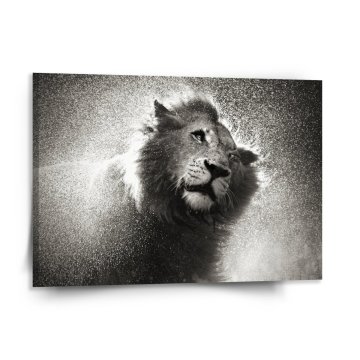 Obraz Mokrý lev