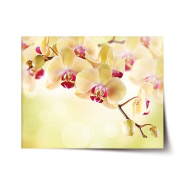 Plakát Orchidej 2
