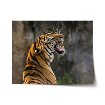 Plakát Řvoucí tygr