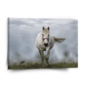 Obraz Bílý kůň 3