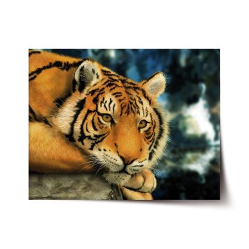 Plakát Tygr