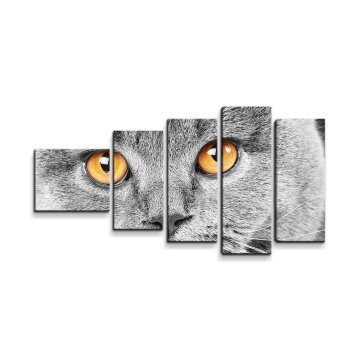 Obraz - 5-dílný Kočičí pohled