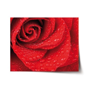 Plakát Květ růže