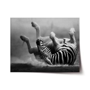 Plakát Válející se zebra