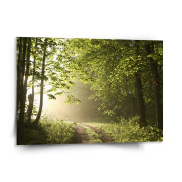 Obraz Lesní cesta