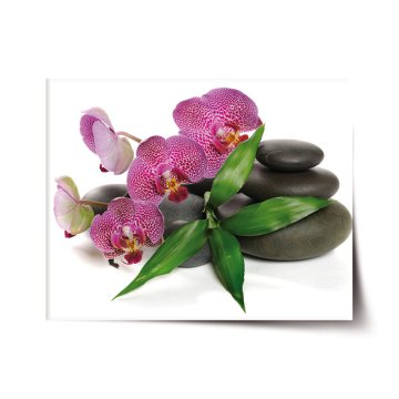 Plakát Orchideje a kameny