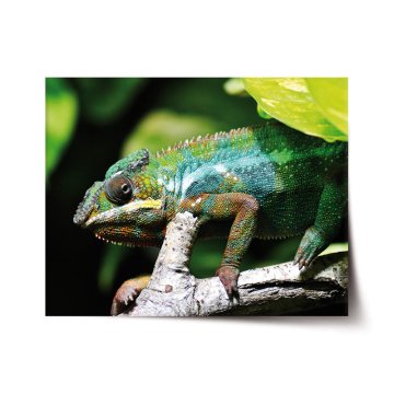Plakát Chameleon