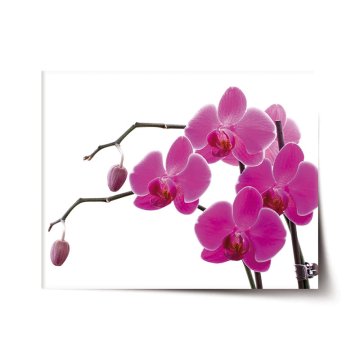 Plakát Fialové orchideje