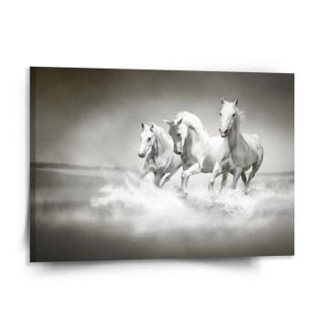 Obraz Bílí koně