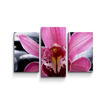 Obraz - 3-dílný Růžová orchidea