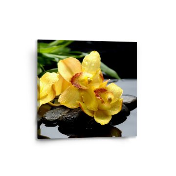 Obraz Žluté orchideje