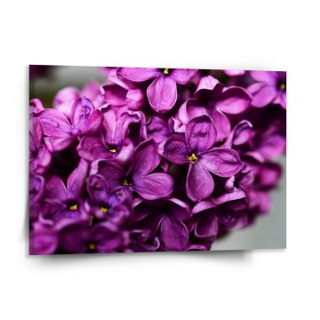 Obraz Fialové květy