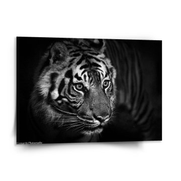 Obraz Černobílý tygr
