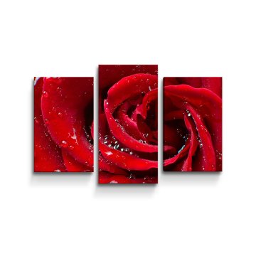 Obraz - 3-dílný Růže