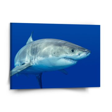 Obraz Žralok
