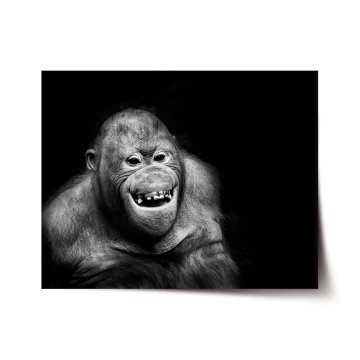 Plakát Orangutan