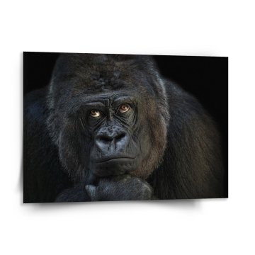 Obraz Gorila