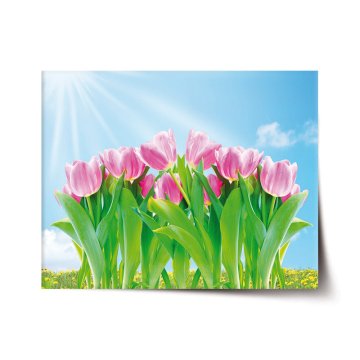Plakát Růžové tulipány
