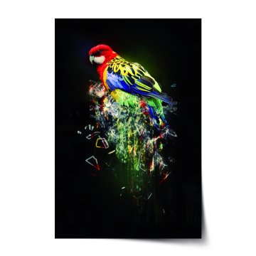 Plakát Barevný papoušek