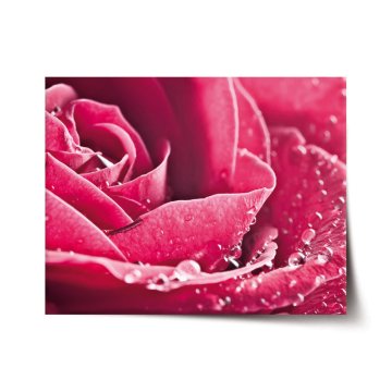 Plakát Detail růže