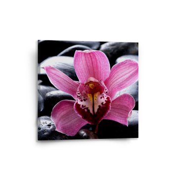 Obraz Růžová orchidea