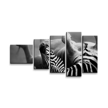 Obraz - 5-dílný Válející se zebra