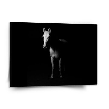 Obraz Kůň ve stínu