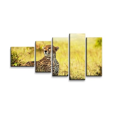 Obraz - 5-dílný Gepard