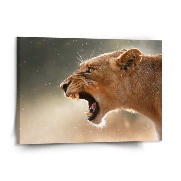 Obraz Rozzuřená lvice