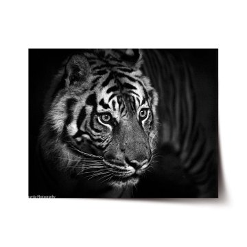 Plakát Černobílý tygr