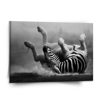 Obraz Válející se zebra