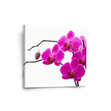 Obraz Fialové orchideje