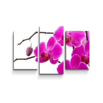 Obraz - 3-dílný Fialové orchideje