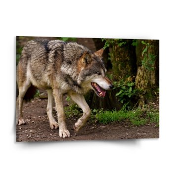 Obraz Vlk