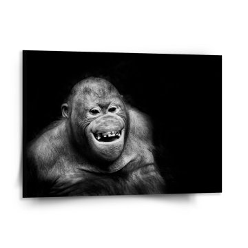 Obraz Orangutan