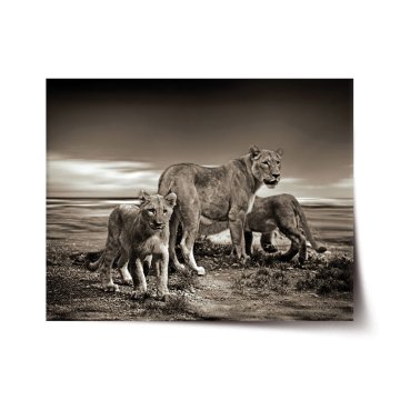 Plakát Lvice a lvíčata