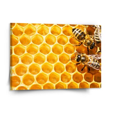 Obraz Včely