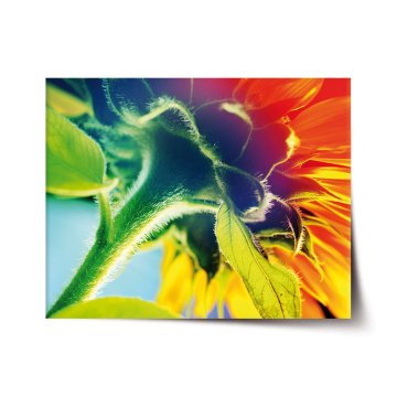 Plakát Duhová květina