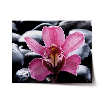 Plakát Růžová orchidea
