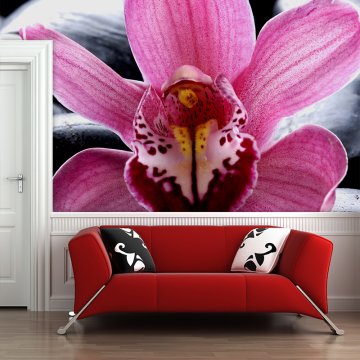 Tapeta Růžová orchidea