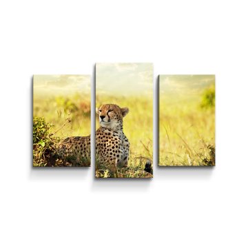 Obraz - 3-dílný Gepard