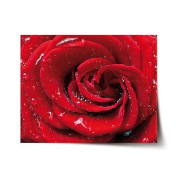 Plakát Růže