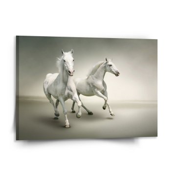 Obraz Dva bílí koně