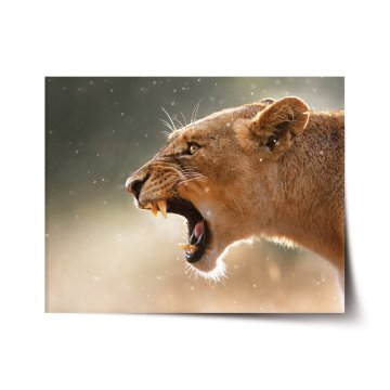 Plakát Rozzuřená lvice