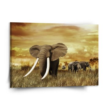 Obraz Slon Africký