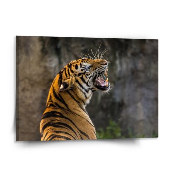 Obraz Řvoucí tygr