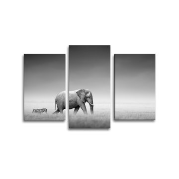 Obraz - 3-dílný Slon a zebra