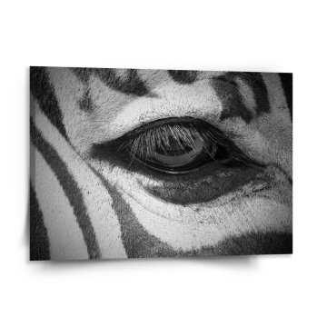 Obraz Oko zebry
