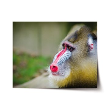 Plakát Mandril